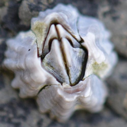 Austrominius modestus